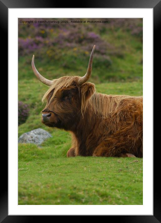 Resting Highland Cow Framed Mounted Print by rawshutterbug 