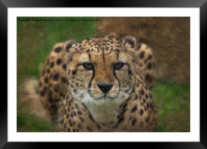 Intense Cheetah Stare Framed Mounted Print by rawshutterbug 