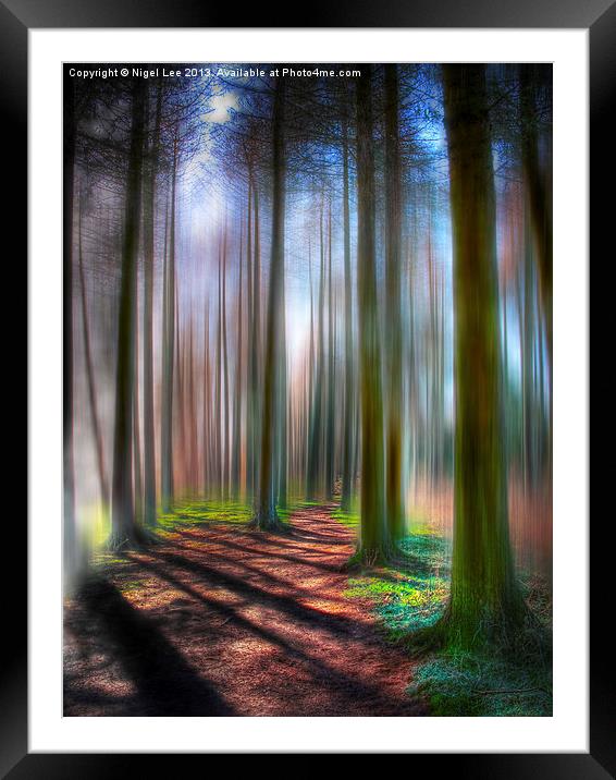 The Tall Trees Framed Mounted Print by Nigel Lee