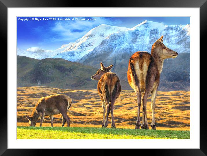 Oh Deer, Right or Left Framed Mounted Print by Nigel Lee
