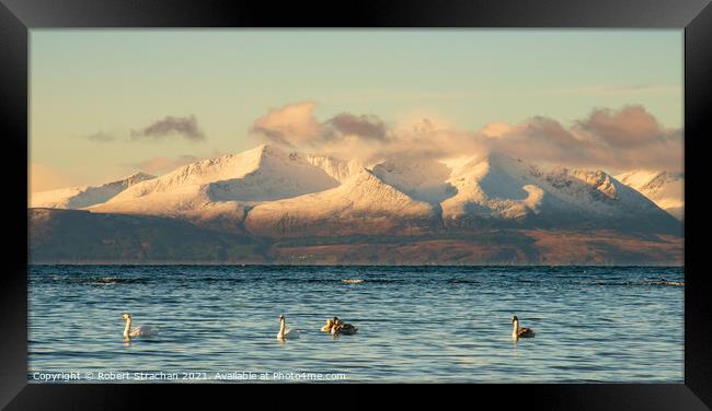 Majestic Swans in Winter Wonderland Framed Print by Robert Strachan