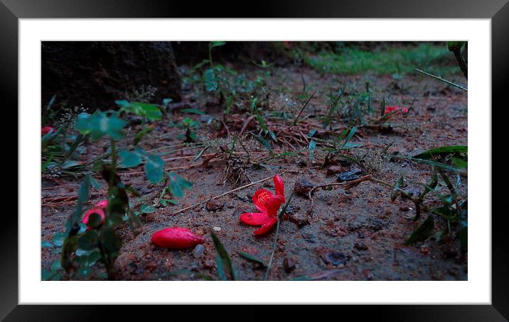 colours of nature Framed Mounted Print by Ishan Vikasitha