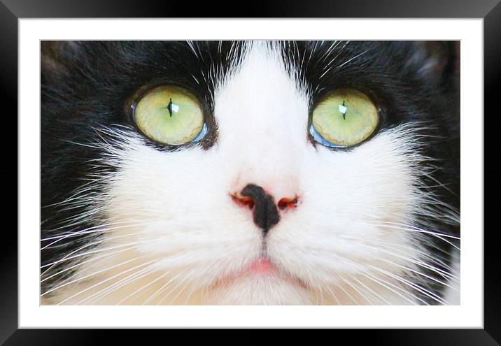 green eyed cat Framed Mounted Print by Kayleigh Meek