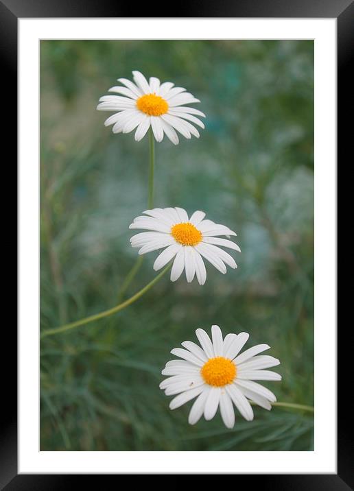Three daisies in a row Framed Mounted Print by Kayleigh Meek
