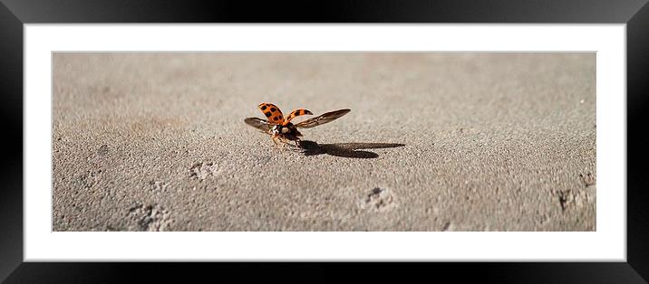 Ladybird- About to fly Framed Mounted Print by Kayleigh Meek