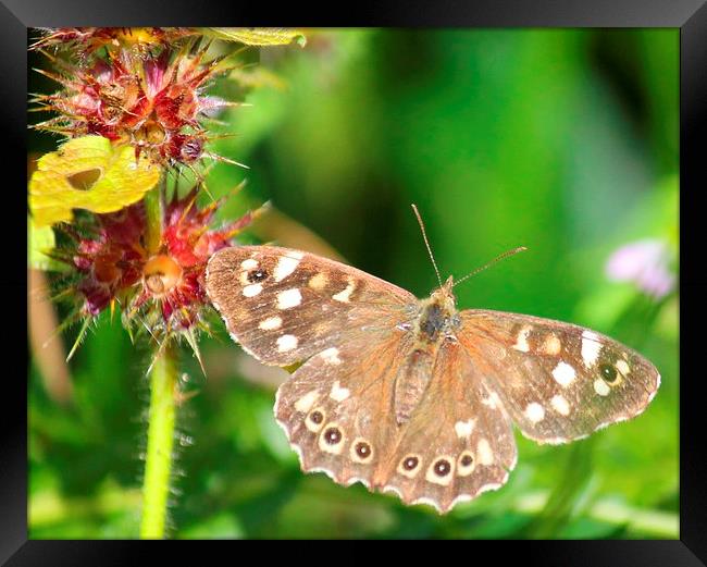 speckled wood butterfly Framed Print by Kayleigh Meek