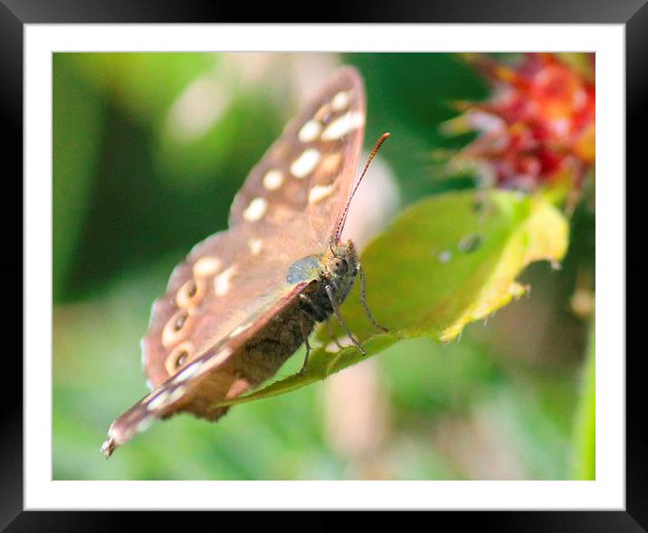 Butterfly face Framed Mounted Print by Kayleigh Meek