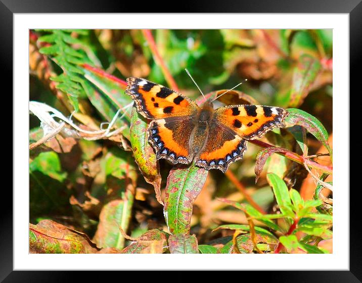 small tortoiseshell butterfly Framed Mounted Print by Kayleigh Meek