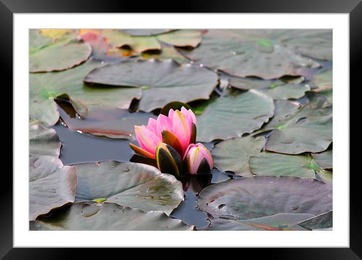 water lilies Framed Mounted Print by Kayleigh Meek