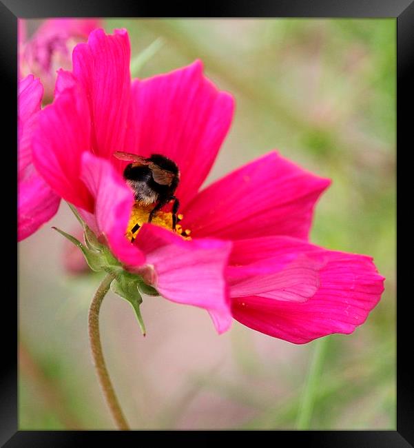  collecting nectar  Framed Print by Kayleigh Meek