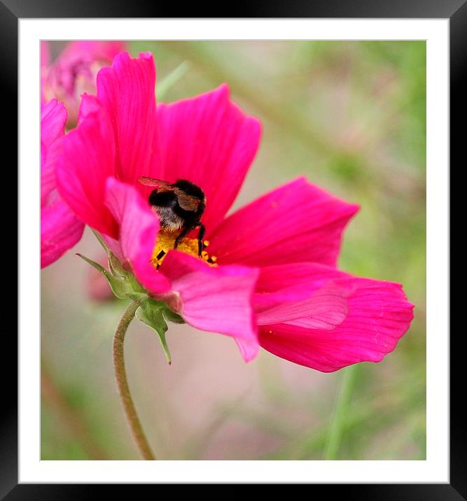  collecting nectar  Framed Mounted Print by Kayleigh Meek