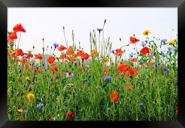  Poopies and Cornflowers Framed Print by Kayleigh Meek