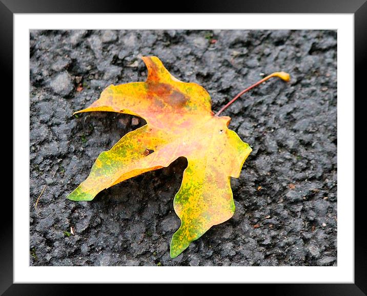  Autumn Leaf Framed Mounted Print by Kayleigh Meek