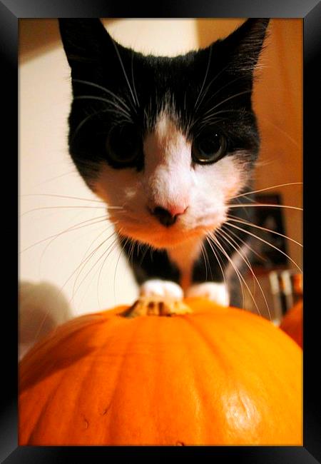  Cat and Pumpkin  Framed Print by Kayleigh Meek