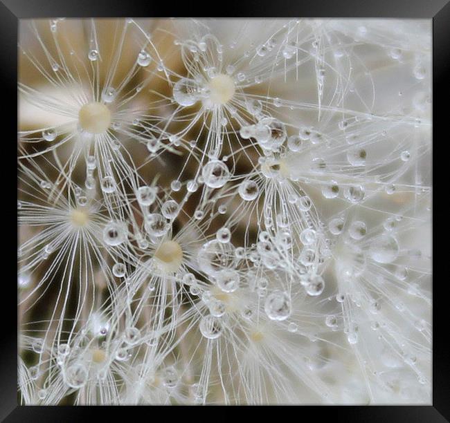 Close up seeds and water droplets Framed Print by Kayleigh Meek