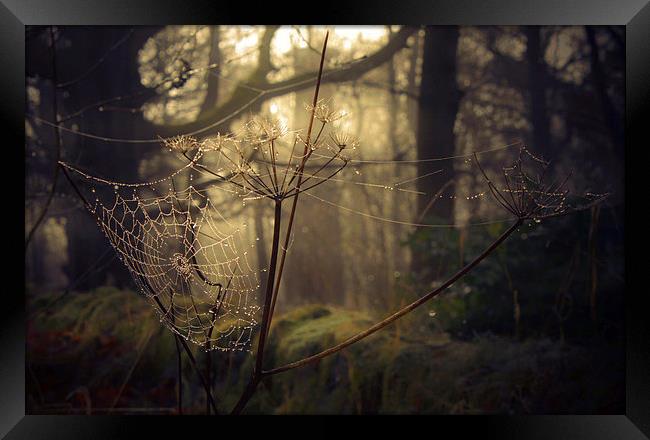 The Cobweb Framed Print by Alison Streets