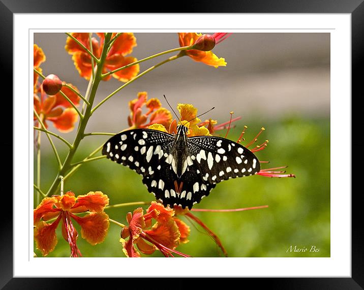 butterfly on a flower Framed Mounted Print by Mario Angelo Bes