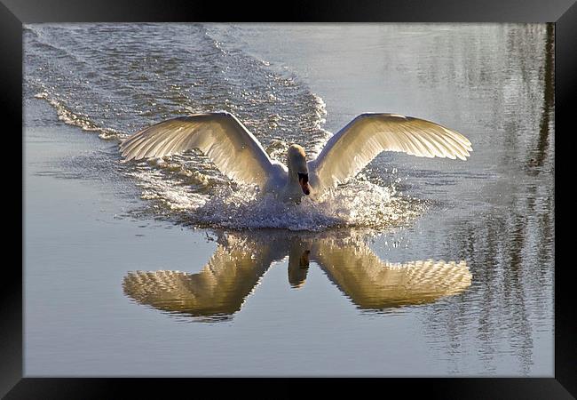 Landing Swan Framed Print by Jim O'Donnell