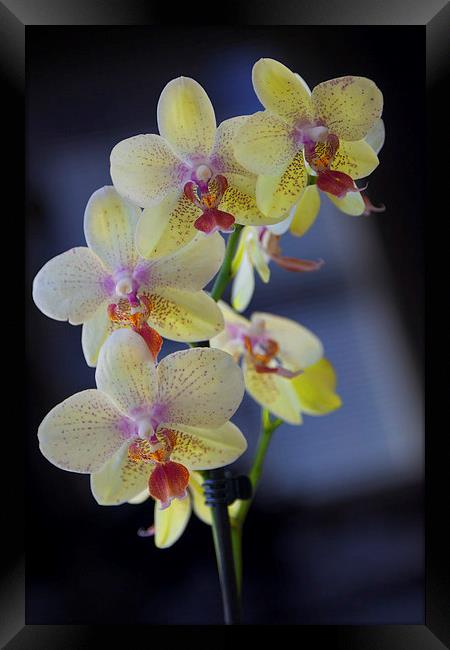 Yellow Orchids Framed Print by Jim O'Donnell