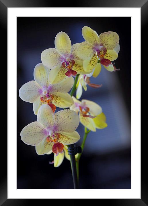 Yellow Orchids Framed Mounted Print by Jim O'Donnell