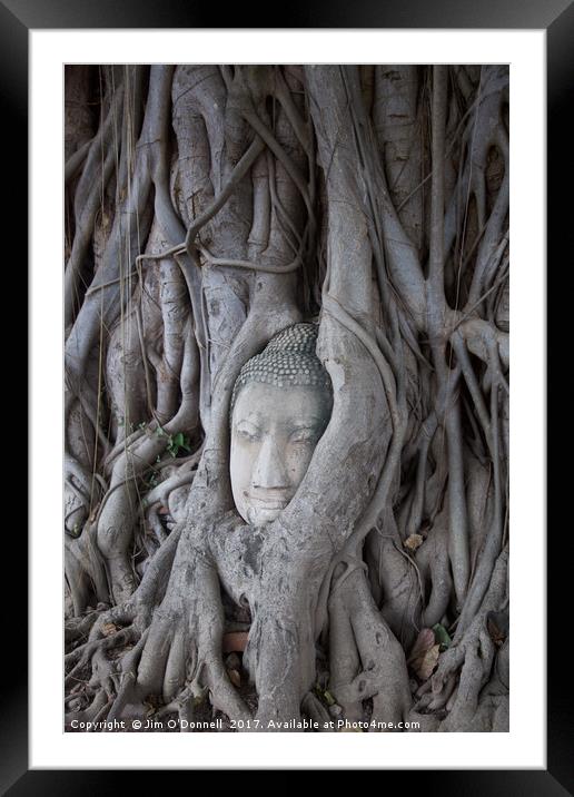 A Buddha head with a tree growing around it  Framed Mounted Print by Jim O'Donnell