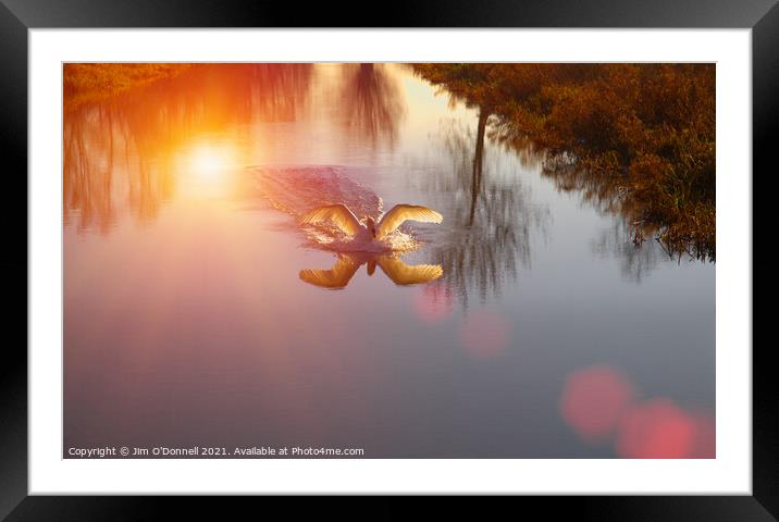 Swan landing on river Framed Mounted Print by Jim O'Donnell