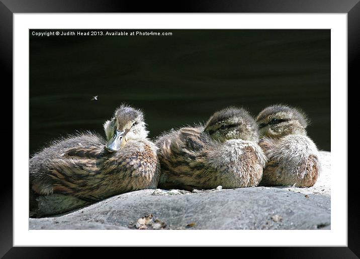 I Spy A Snack! Framed Mounted Print by Judith Head