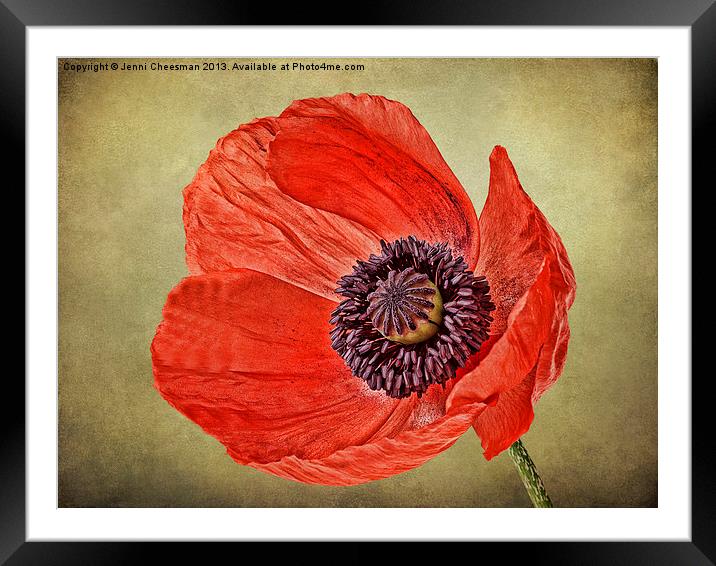 Red Poppy Framed Mounted Print by Jenni Cheesman