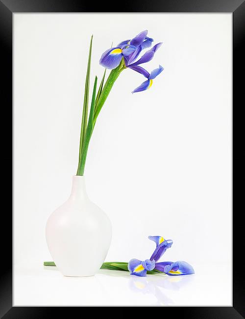 Blue Iris Framed Print by Jenni Cheesman