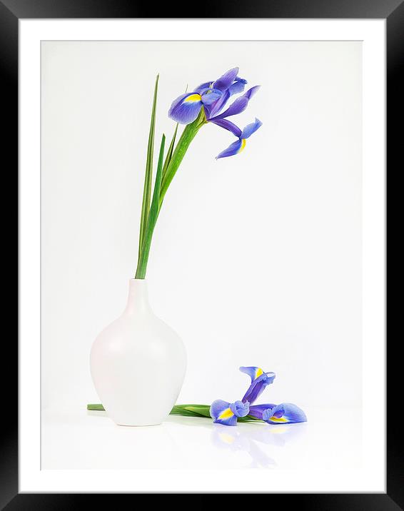 Blue Iris Framed Mounted Print by Jenni Cheesman