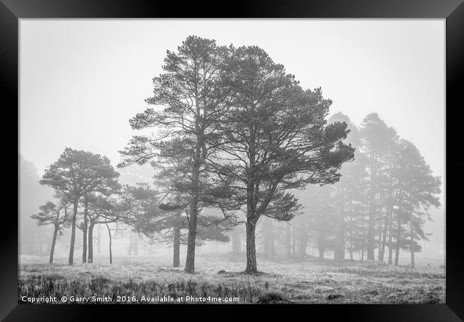 Trees and Mist. Framed Print by Garry Smith