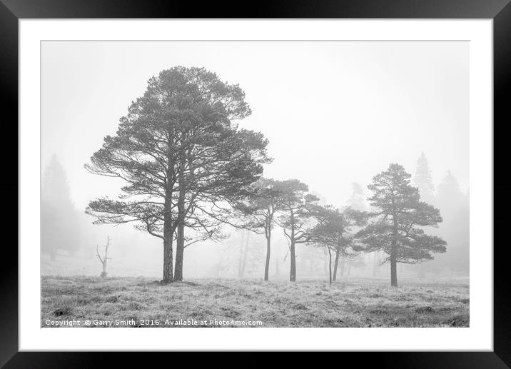 Scots Pines at Loch Tulla. Framed Mounted Print by Garry Smith