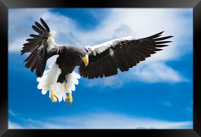 Sea Eagle in Flight Framed Print by Adrian Searle