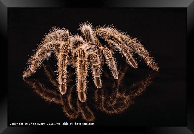 Reflections of a Spider Framed Print by Brian Avery