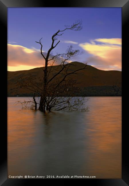 One Lone Tree Framed Print by Brian Avery