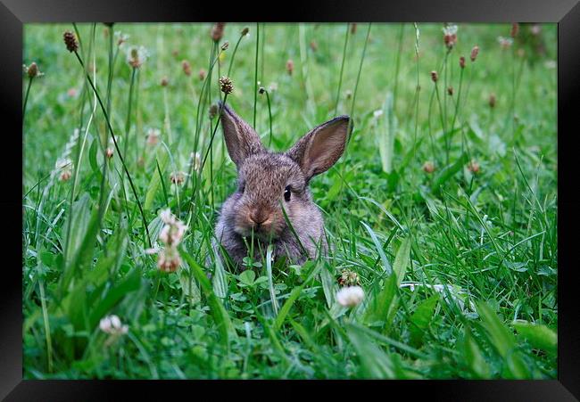 Rabbit in a clover field Framed Print by Martin Maran
