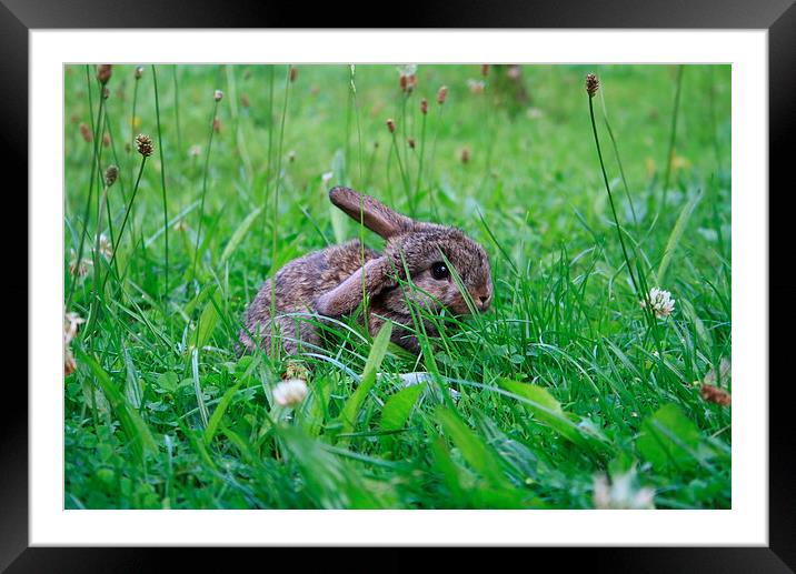 Rabbit in a clover field Framed Mounted Print by Martin Maran