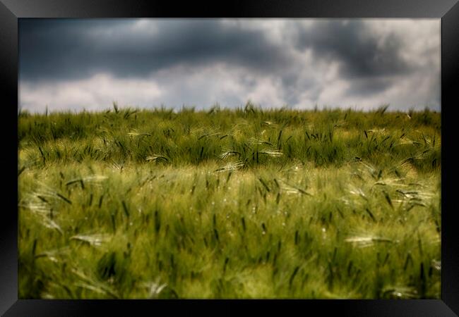  Wheat Field Framed Print by Brett watson