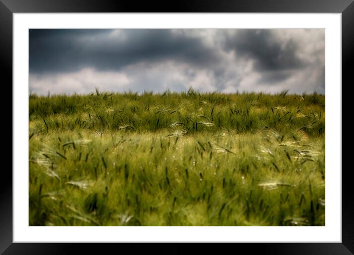  Wheat Field Framed Mounted Print by Brett watson