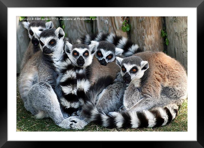 family of ringtail lemurs Framed Mounted Print by Brett watson