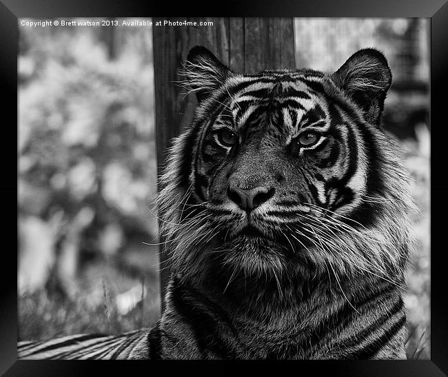 a proud tiger Framed Print by Brett watson