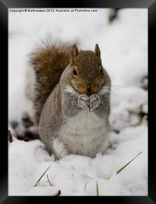 squirrel in the snow Framed Print by Brett watson