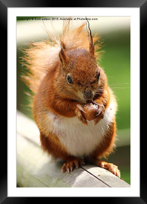 a red squirrel Framed Mounted Print by Brett watson