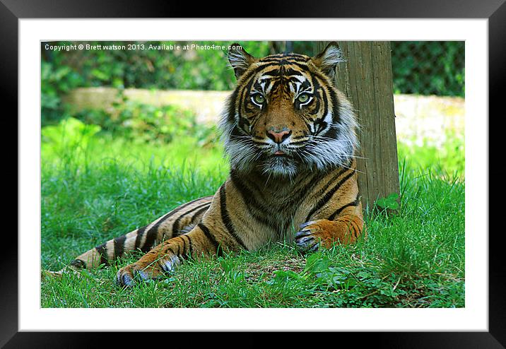 A Tiger Framed Mounted Print by Brett watson