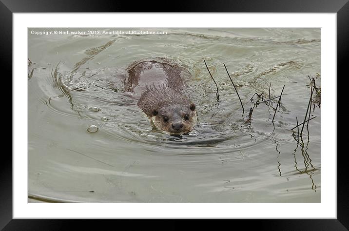 a swimming otter Framed Mounted Print by Brett watson