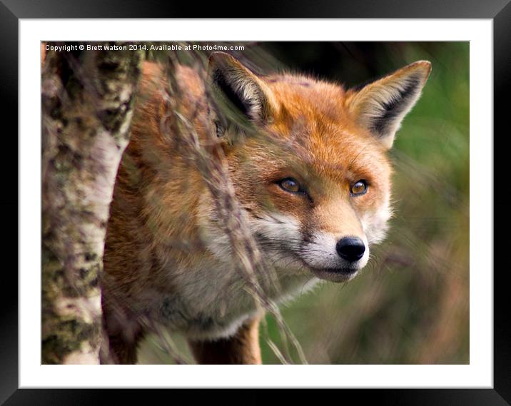 peek a boo Framed Mounted Print by Brett watson