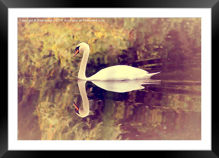 swan lake Framed Mounted Print by Brett watson