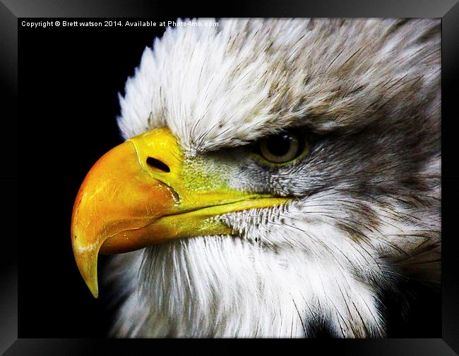 american eagle Framed Print by Brett watson