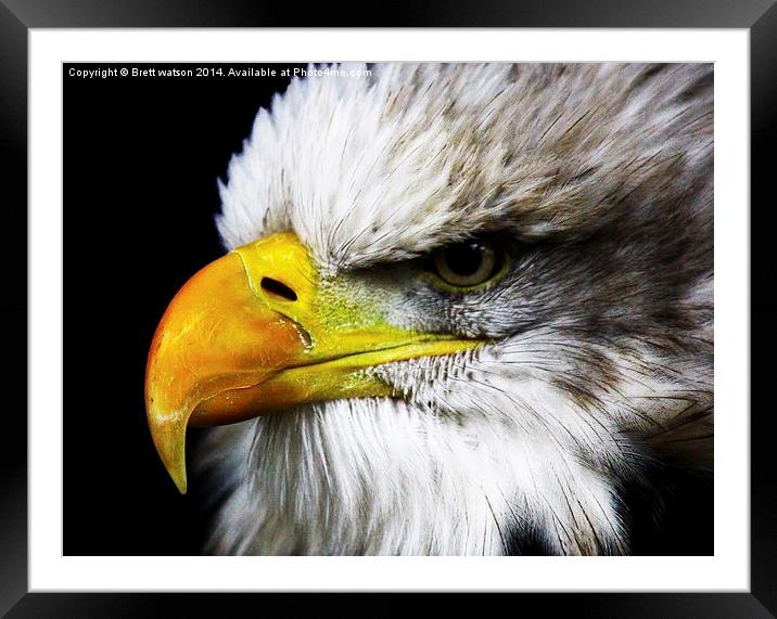 american eagle Framed Mounted Print by Brett watson
