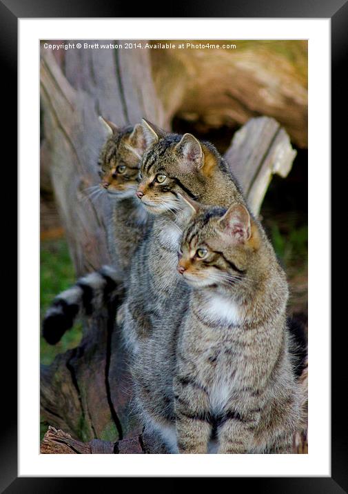 scotish wildcats Framed Mounted Print by Brett watson